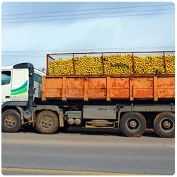 حمل و نقل میوه و تره بار